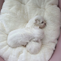 Maltesi cuccioli Pedegree Enci