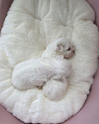 Maltesi cuccioli Pedegree Enci