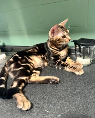 Gatto Bengala maschio