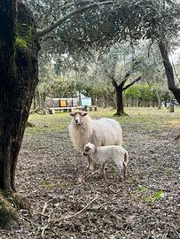 Pecora d’ Oussant 200€ cad.