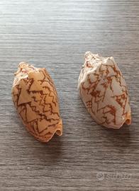 Conchiglia vuota
