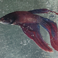Betta splendens