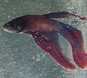 Betta splendens