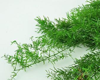 2 piante di Asparagus sprengeri senza vaso