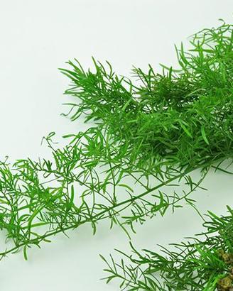 2 piante di Asparagus sprengeri senza vaso
