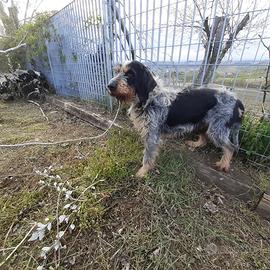 Segugio da lepre