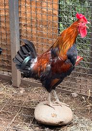 Gallo siciliano ornamentale