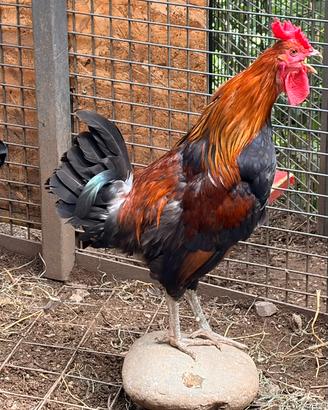 Gallo siciliano ornamentale