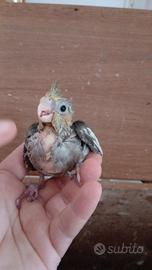 Calopsita