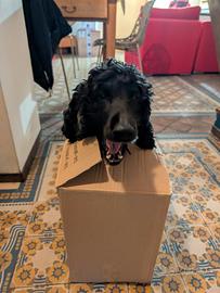 Cocker maschio per monta