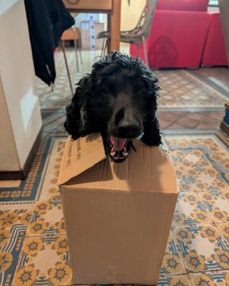 Cocker maschio per monta