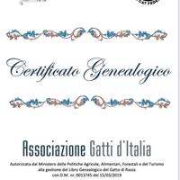 Accoppiamento siberiano pedigree Gatto Siberiano