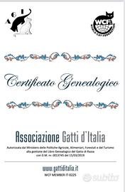 Accoppiamento siberiano pedigree Gatto Siberiano