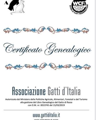 Accoppiamento siberiano pedigree Gatto Siberiano