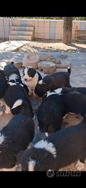 Border COLLIE RECUPERO SPESE