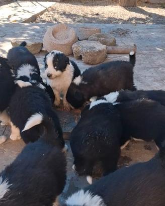 Border COLLIE RECUPERO SPESE