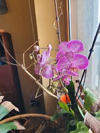 Insetti stecco ( Phaenopharos khaoyaiensis )