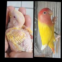 Inseparabili roseicollis da imbecco Gialli e rossi