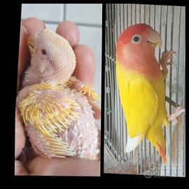 Inseparabili roseicollis da imbecco Gialli e rossi