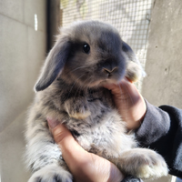 Conigli Ariete di 50 giorni