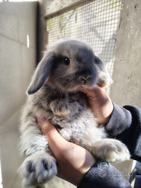 Conigli Ariete di 50 giorni