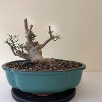 Pre bonsai euphorbia balsamifera