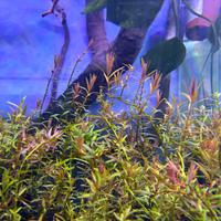 Rotala h'ra pianta rossa acquario con omaggio