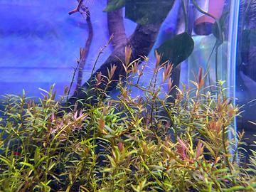 Rotala h'ra pianta rossa acquario con omaggio