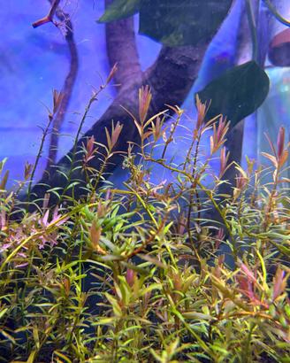 Rotala h'ra pianta rossa acquario con omaggio