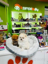 Spitz di Pomerania MINI TOY