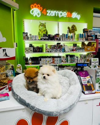 Spitz di Pomerania MINI TOY