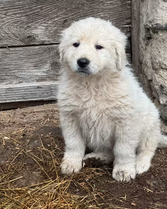 Cuccioli di Pastore Abruzzese Maremmano