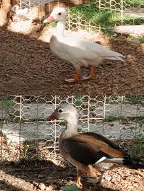 Coppia anatre manderino