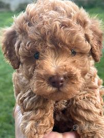 Barboncino toy albicocca