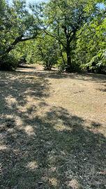 Frutteto castagneto secolare varietà Marrone