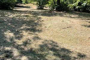 Frutteto castagneto secolare varietà Marrone