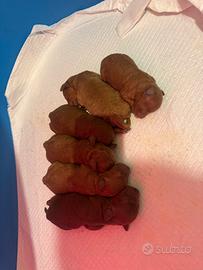 Barboncini toy e mini toy