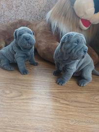 Sharpei blue cuccioli