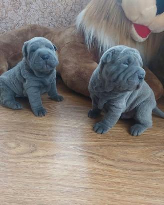 Sharpei blue cuccioli