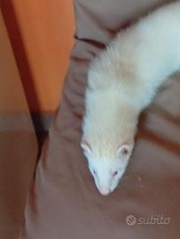 Furetto albino