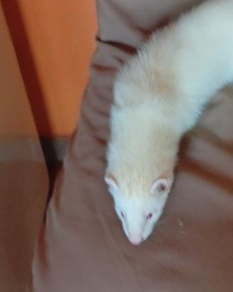 Furetto albino