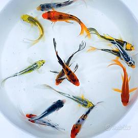 Carpe koi coloratissime per laghetto