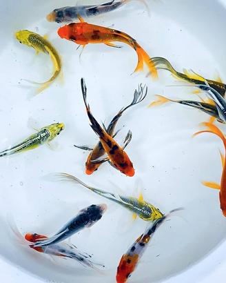 Carpe koi coloratissime per laghetto