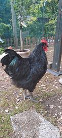Giovane gallo Australorp