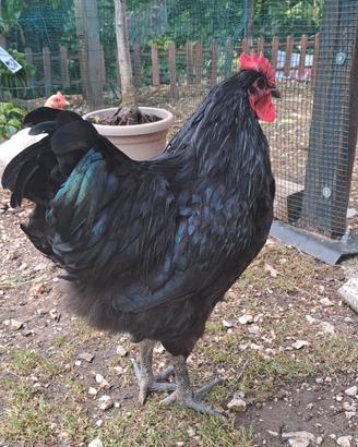 Giovane gallo Australorp