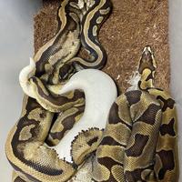 Coppia pitoni scaleless piebald clown progetto