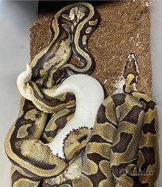 Coppia pitoni scaleless piebald clown progetto