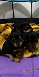 Cuccioli di pincher