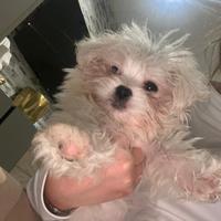 Maltese mini toy