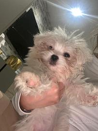 Maltese mini toy